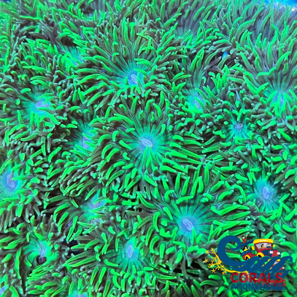 Ultra Acid Rave Duncan (3-4 Polyps) Duncan