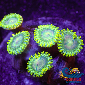 Ultra Berry Blast Blue Zoa (2-3 Polyps Colony) Zoa