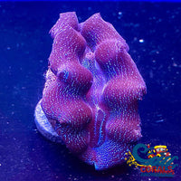 Ultra Blue Crocea Clam Clam
