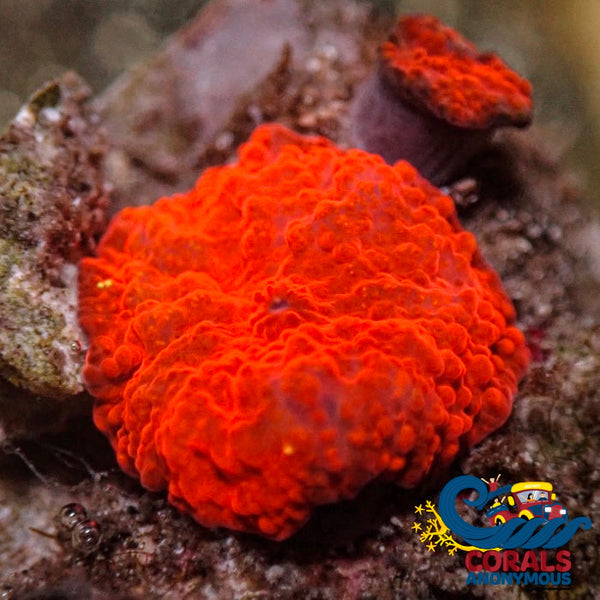 Ultra Bright-Lighter Orange Discosoma Mushroom Discosoma