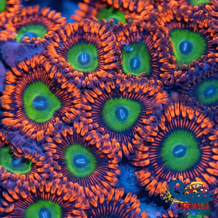 Ultra Candy Apple Orange Zoa (2-3 Polyps) | Corals Anonymous