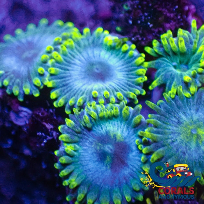 Ultra Darwin Blue Zoa (2-3 Polyps Colony) Zoa