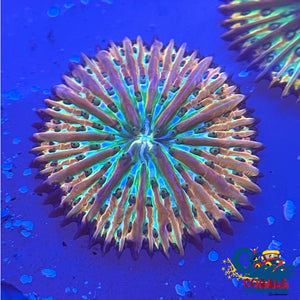 Ultra Rainbow Fantasia Plate Coral (2-2.75) Plate
