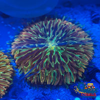 Ultra Rainbow Fantasia Plate Coral (2-2.75) Plate