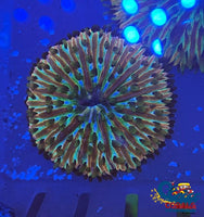Ultra Rainbow Fantasia Plate Coral (2-2.75) Plate
