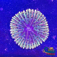 Ultra Rainbow Fantasia Plate Coral (2-2.75) Plate
