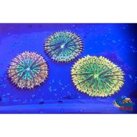 Ultra Rainbow Fantasia Plate Coral (2-2.75) Plate
