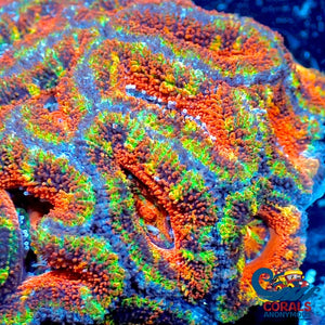 Ultra Rainbow Fruit Loop Acans (2-3 Polyps) Acans