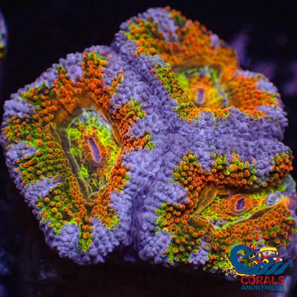 Ultra Rainbow Winter Radioactive Acans (2-3 Polyps) (Ua 6) Acans