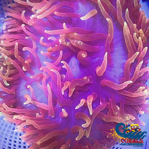 Ultra Red Long Tentacle Anemone (5-7 When Fully Expanded) Anemone