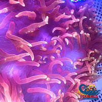 Ultra Red Long Tentacle Anemone (5-7 When Fully Expanded) Anemone