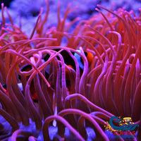 Ultra Rose Rainbow Anemone Bubbletipanemone
