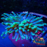 Ultra Toxic Condy Anemone (3-4 When Fully Expanded) Condyanemone