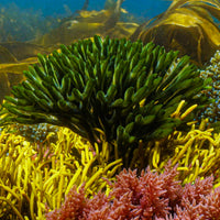 Codium Green Seaweed Macroalgae - Corals Anonymous
