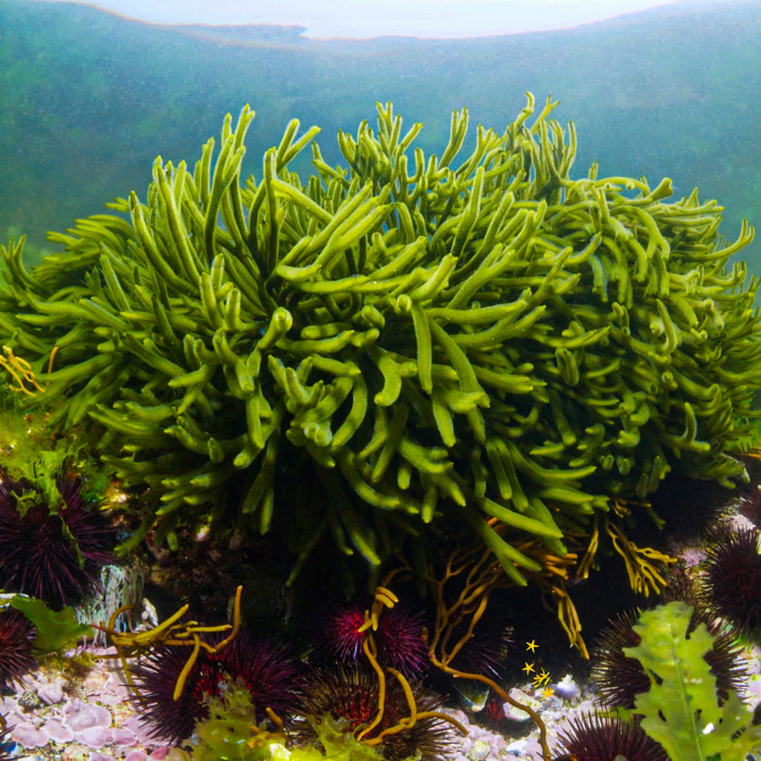 Codium Green Seaweed Macroalgae - Corals Anonymous