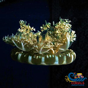 Upside-Down Jellyfish (Cassiopea Xamachana)