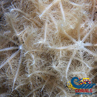 Waving Hand Anthelia Soft Coral Softcoral

