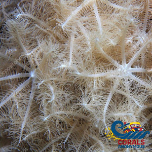 Waving Hand Anthelia Soft Coral Softcoral