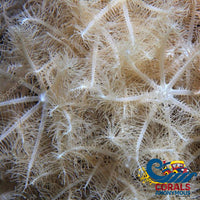 Waving Hand Anthelia Soft Coral Softcoral
