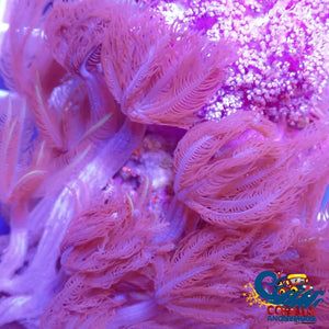 Waving Hands Polyp Soft Coral Softcoral