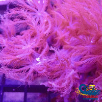 Waving Hands Polyp Soft Coral Softcoral
