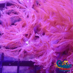 Waving Hands Polyp Soft Coral Softcoral