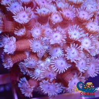 White And Purple Goniopora (1 Frag) Goniopora