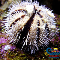 White - Blue Tuxedo Globe Gazer Urchin Urchin