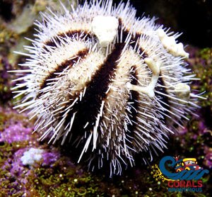 White - Blue Tuxedo Globe Gazer Urchin Urchin