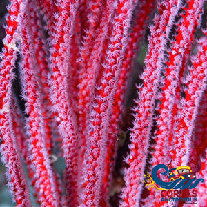 White Polyp Red Sea Whip Colony Softcoral