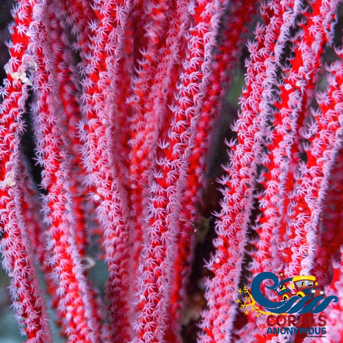 White Polyp Red Sea Whip Colony Softcoral