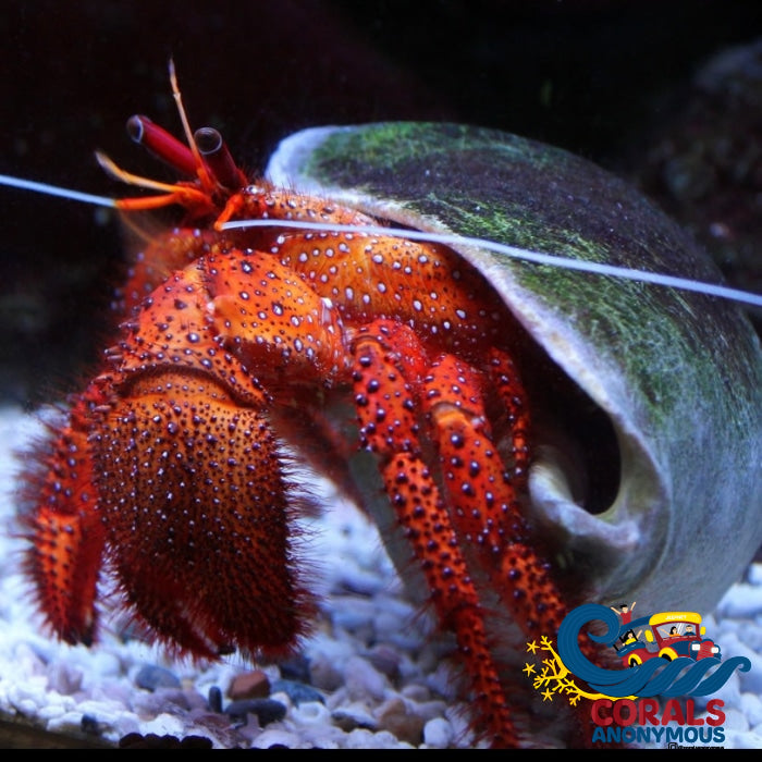 Red Leg Reef Hermit Crab (Pack Of 10) Crab