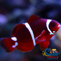 White Stripe Maroon Clownfish Fish
