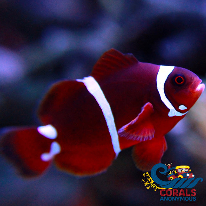 White Stripe Maroon Clownfish Fish