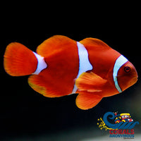 White Stripe Maroon Clownfish Fish