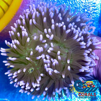 White Tip Green Long Tentacle Anemone Longtentacleanemone