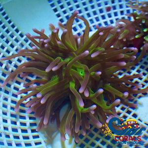 White Tip Green Long Tentacle Anemone Longtentacleanemone