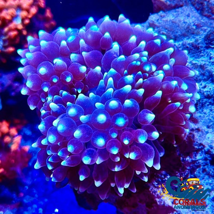 White-Tip Star Gazer Bubble Tip Anemone Bubbletipanemone