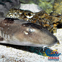 Whitespotted Bamboo Shark (5-6) Fish
