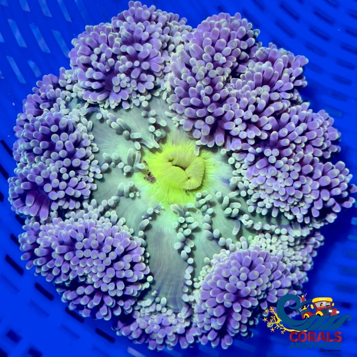 Wintermint Gigantea Carpet Anemone Carpetanemone