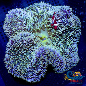 Wintermint Gigantea Carpet Anemone Carpetanemone