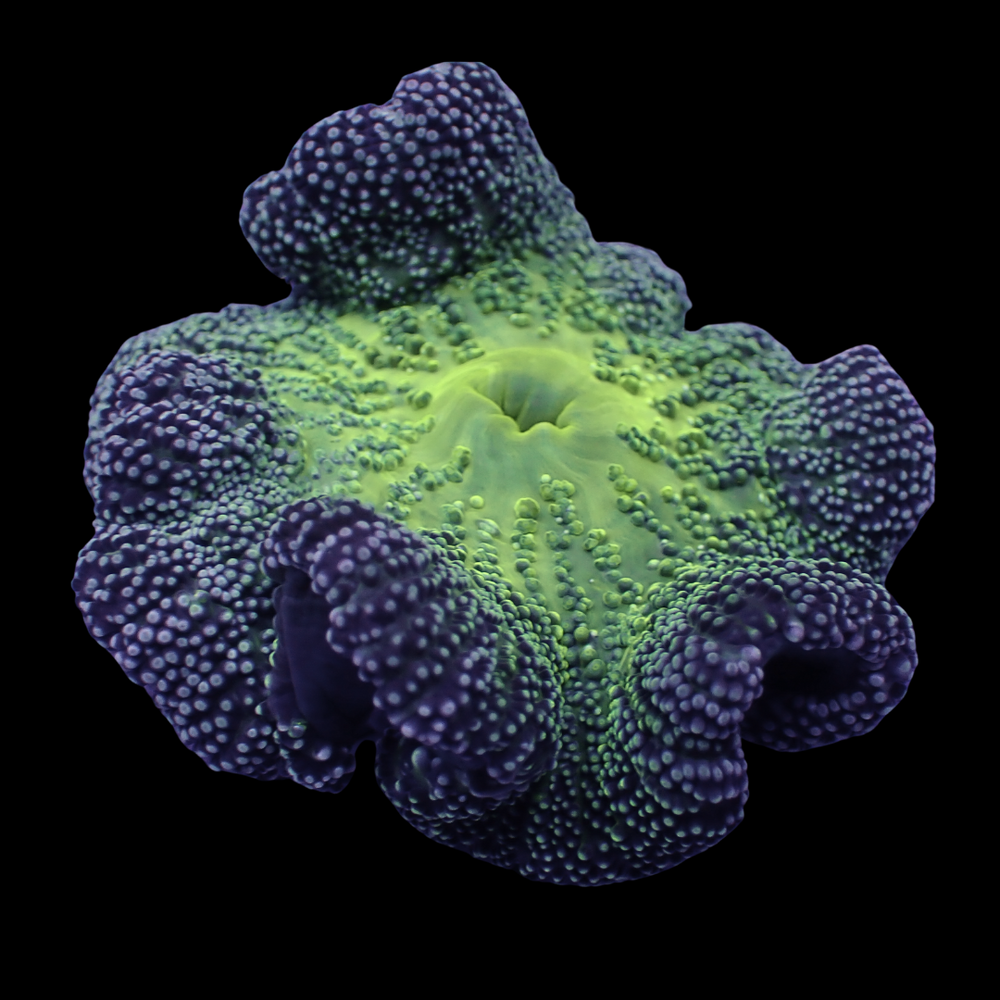 Wintermint Haddoni Carpet Anemone