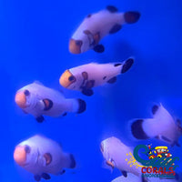 Wyoming White Clownfish (Aquacultured) Fish
