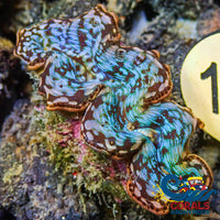 Aquaculture Rainbow Tridacna Maxima Clam (Small, 1.5-2")
