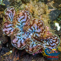 Aquaculture Rainbow Tridacna Maxima Clam (Small, 1.5-2")
