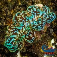 Aquaculture Rainbow Tridacna Maxima Clam (Small, 1.5-2")
