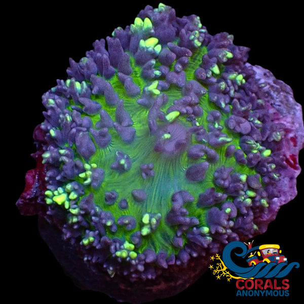 WYSIWYG Aussie Neon Mystic Magic Carpet Mushroom