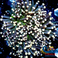 Wysiwyg Aussie Orange Tip Joker Torch (3+ Polyps) (W7) Torch