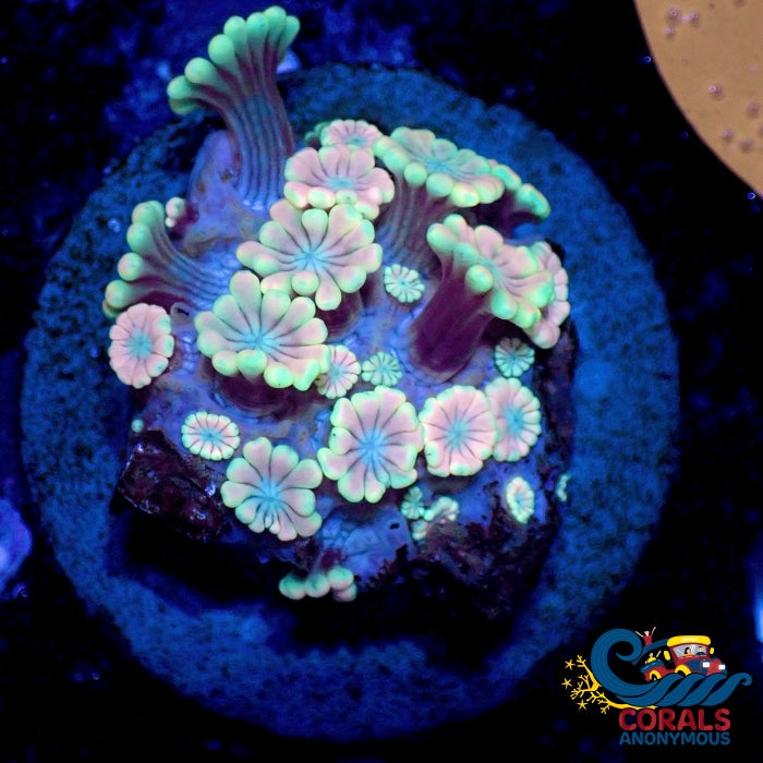 Wysiwyg Aussie Rainbow Dream Catcher Alveopora (Y50) Alveopora