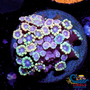 Wysiwyg Aussie Rainbow Dream Catcher Alveopora (Y53) Alveopora